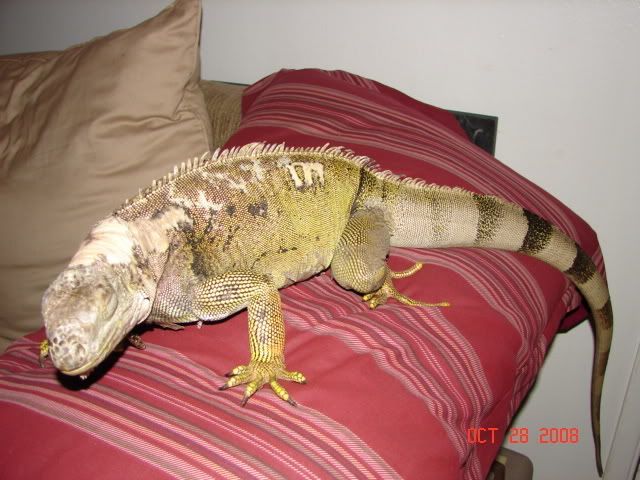 DSC03233.jpg