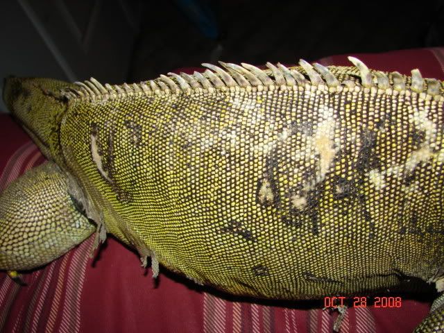 DSC03237.jpg