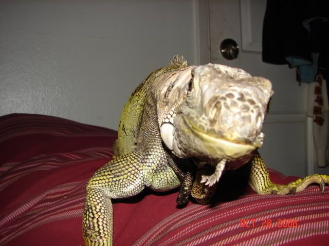 DSC03239.jpg