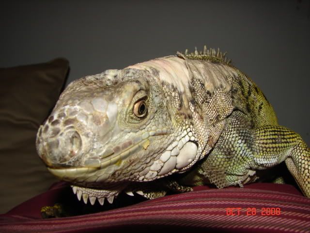 DSC03240.jpg