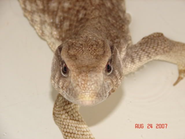 DSC09585.jpg