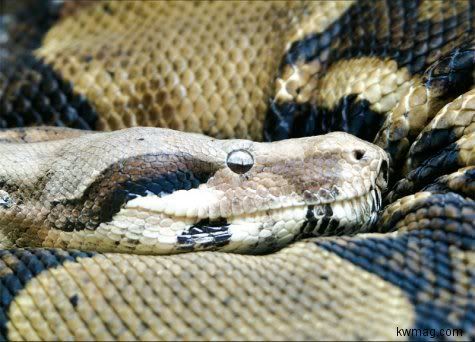python.jpg