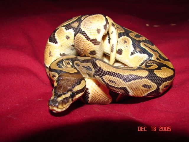 Picture226.jpg