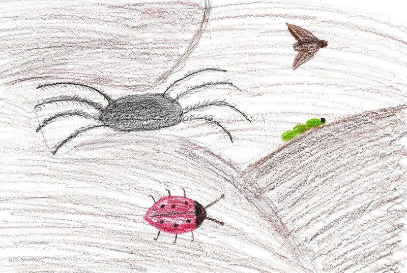 spinne motte raupe marienkaefer