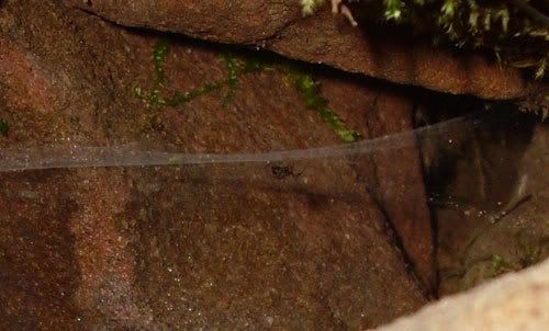 spinne