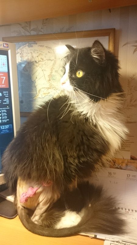 photo 2017-06-17 12.37.22-1.jpg