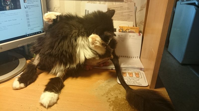 photo 2017-06-17 13.01.07.jpg