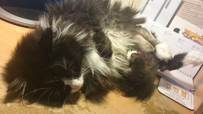 photo 2017-06-17 13.27.41.jpg