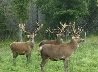 redstags3b.jpg