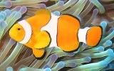 clownfish from great barrier reef