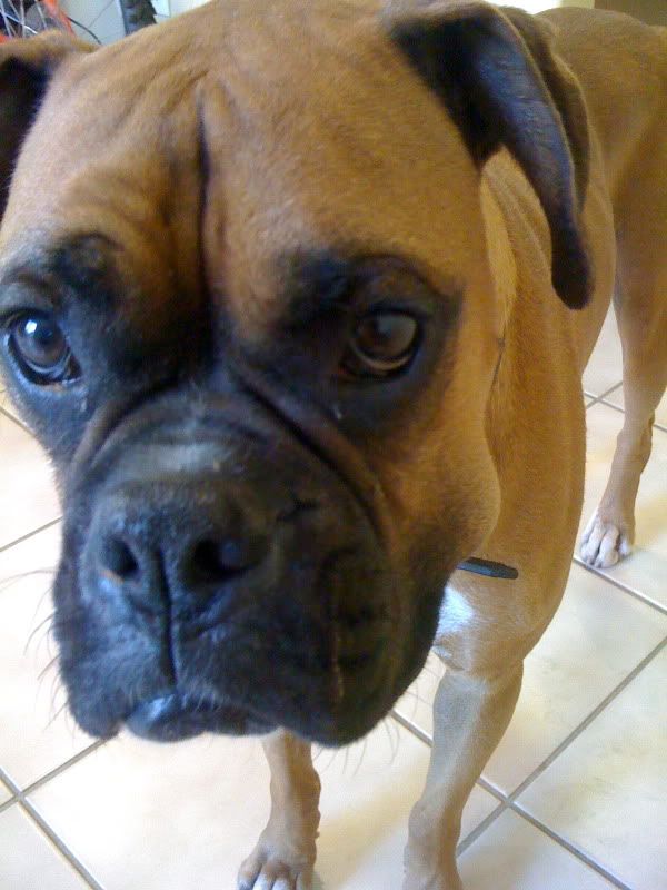 My boxer just turned 2 years old and just developed a lump on his left
