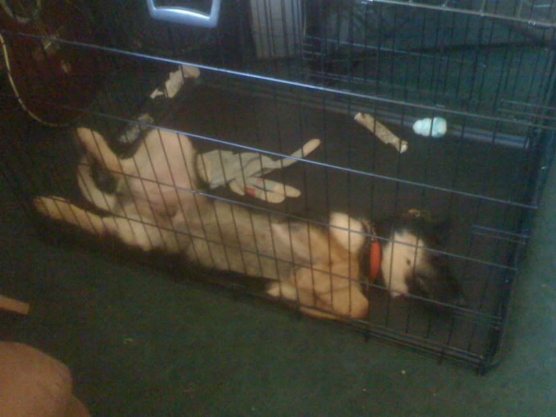 Benny 15 weeks resting after a long walk