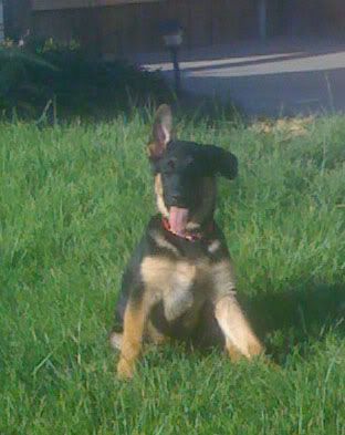 Benny 15 weeks