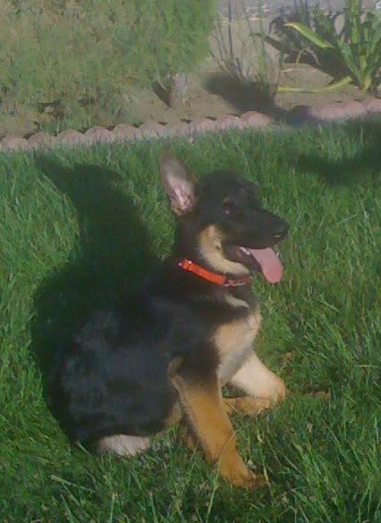 Benny 15 weeks