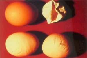Misformedandsoftshelledeggs.jpg