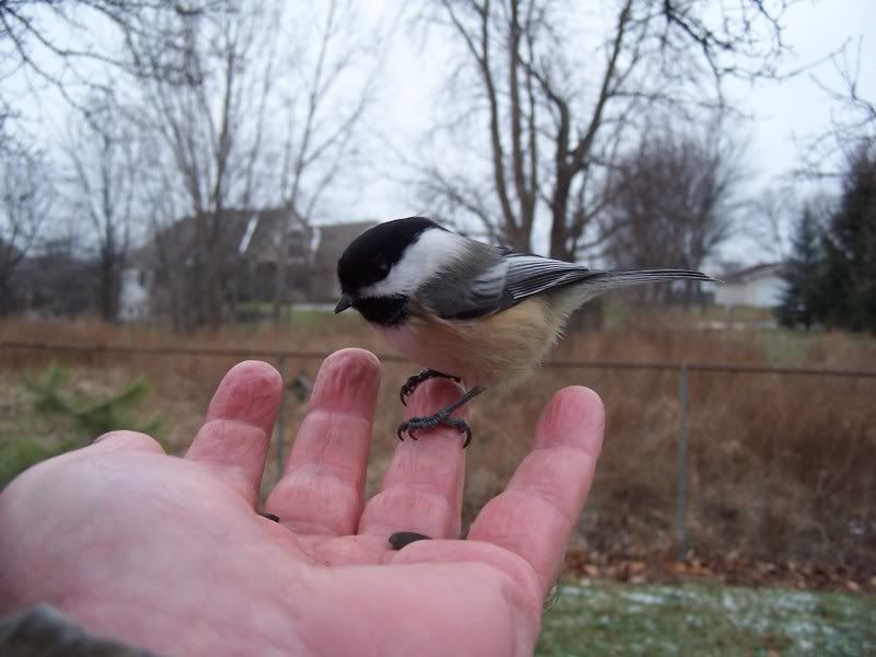 photo Birds086.jpg