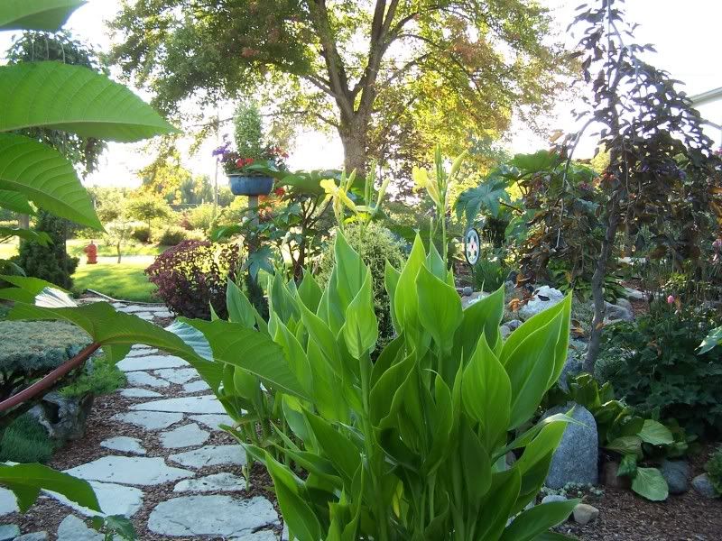  photo LateAug08031.jpg