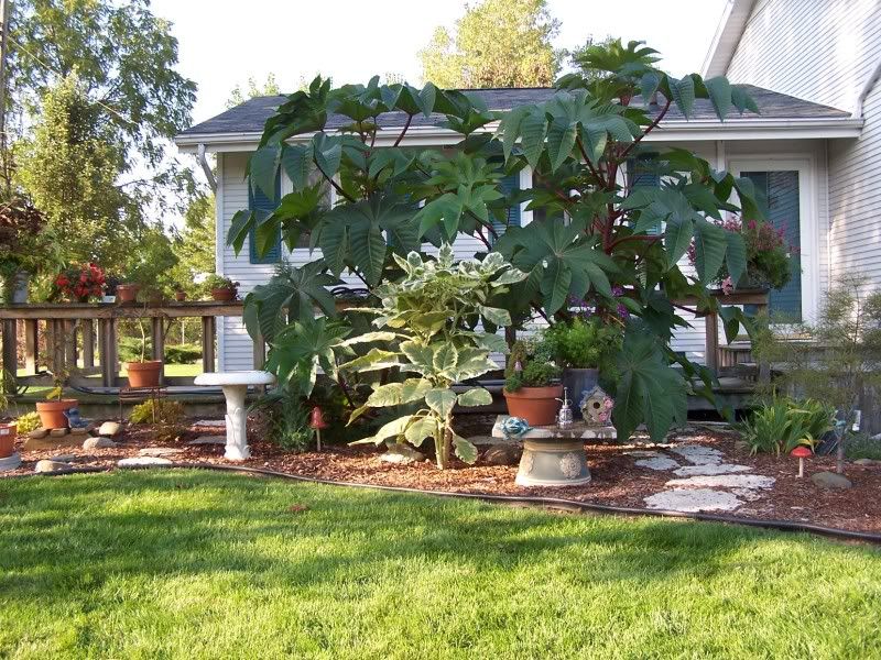  photo LateAug08085.jpg