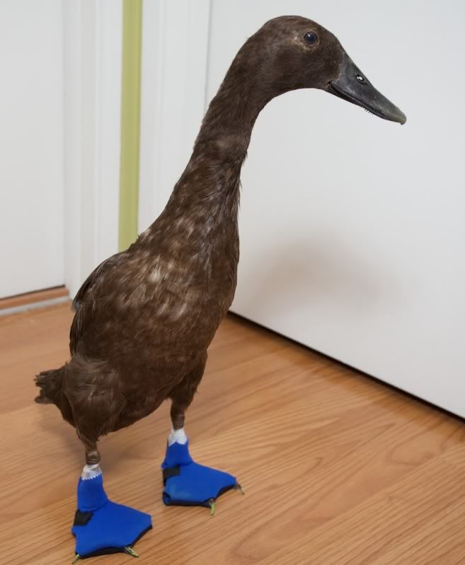 Duck Shoes NOW AVAILABLE for sale!