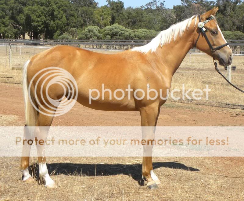 Crossing Quarter Horse With Thoroughbred Stockyard Horse Classifieds