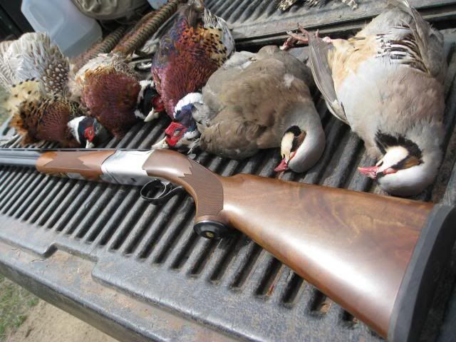 Which Shotgun For All Things Upland Waterfowl And Clay Pigeon Rokslide Forum