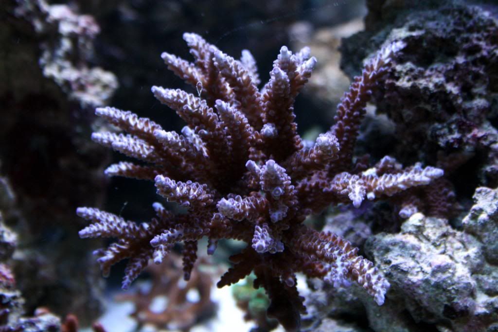 New tank shots - Reef Central Online Community