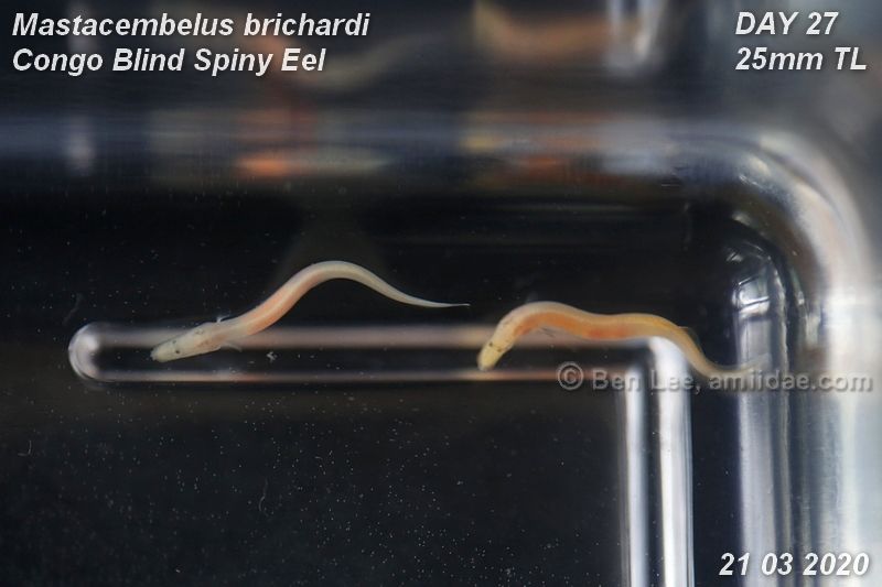 baby congo eel