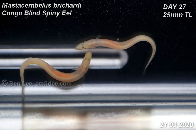 baby congo eel