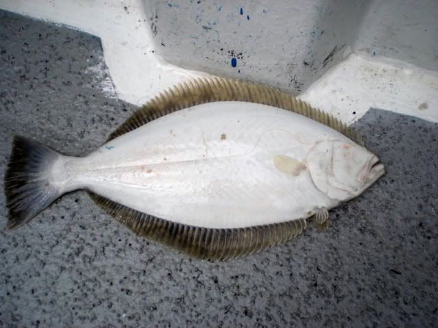 Baby Halibut Photo by scdeathpits | Photobucket