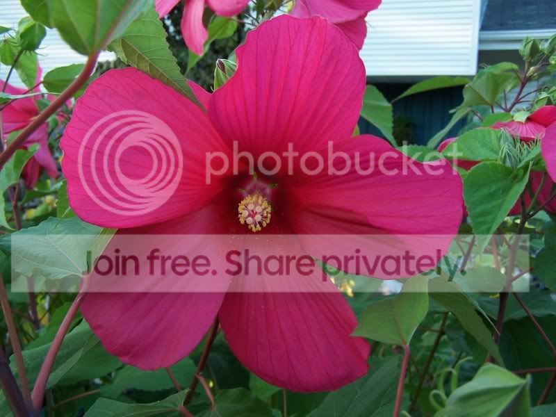 Propagating Hardy Hibiscus