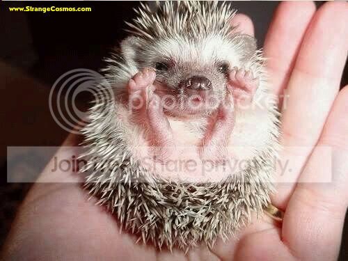 Porcupine.jpg